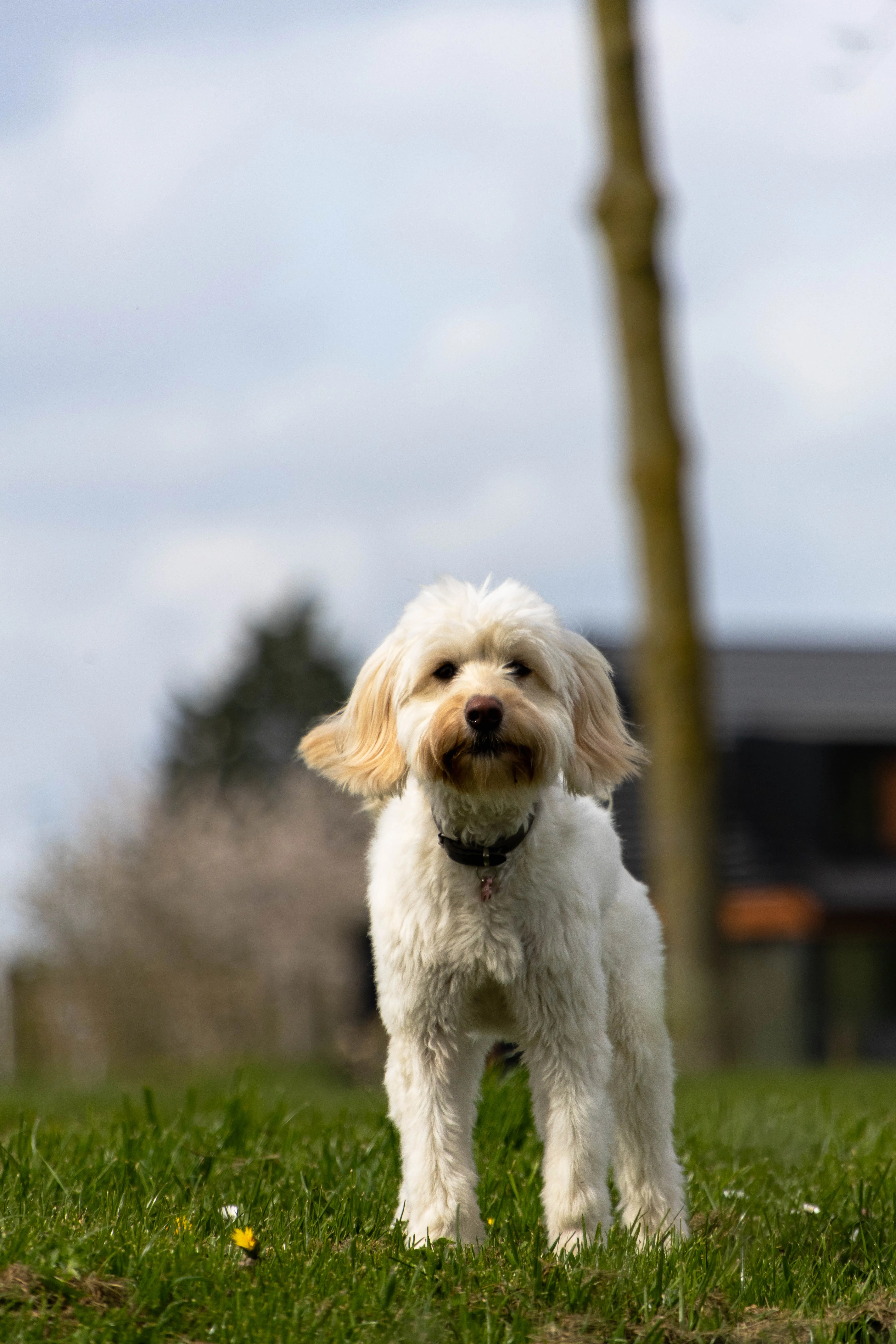 Labrador in het gras