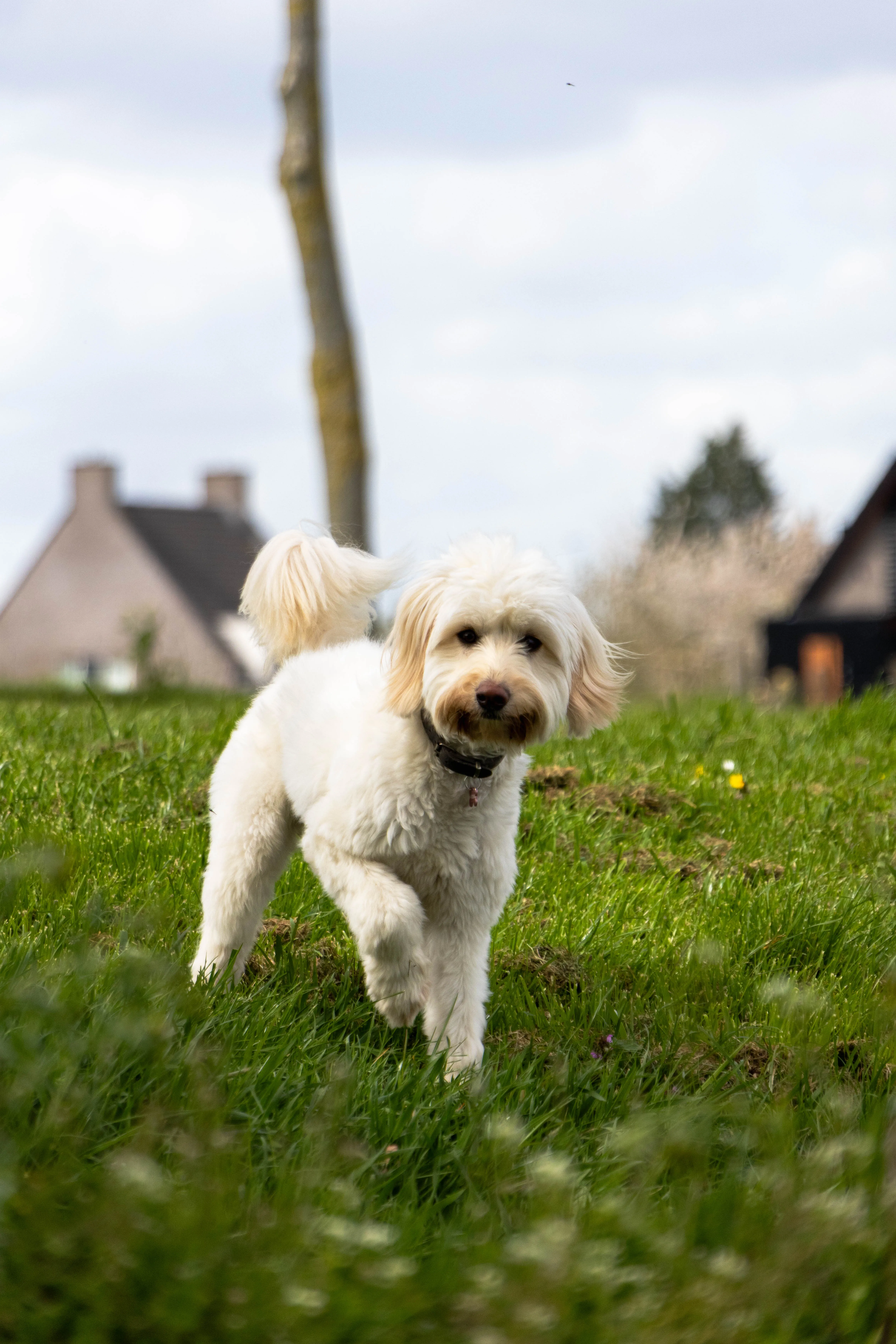 Witte labradoedel rent door het gras