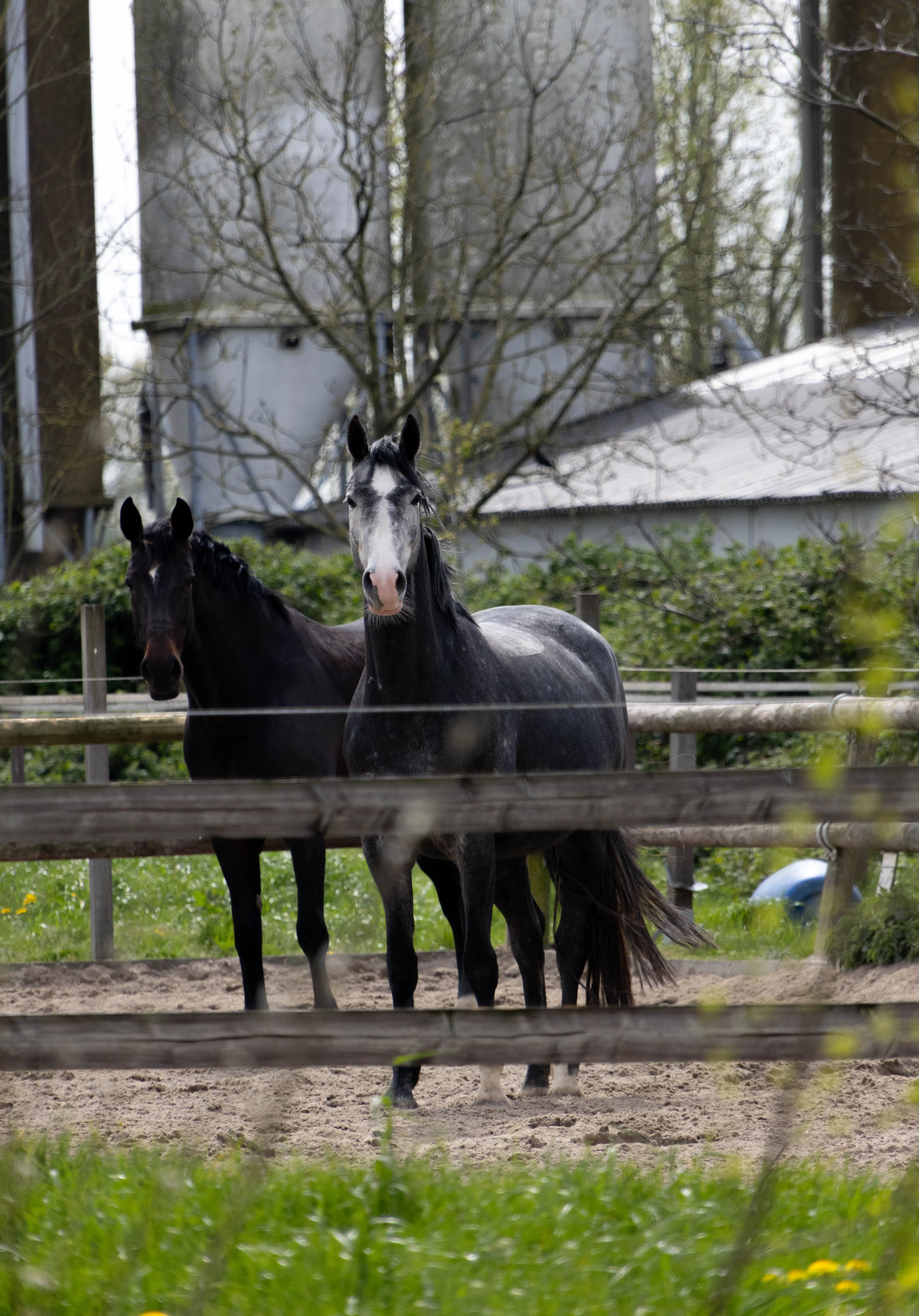 Ree in een open veld