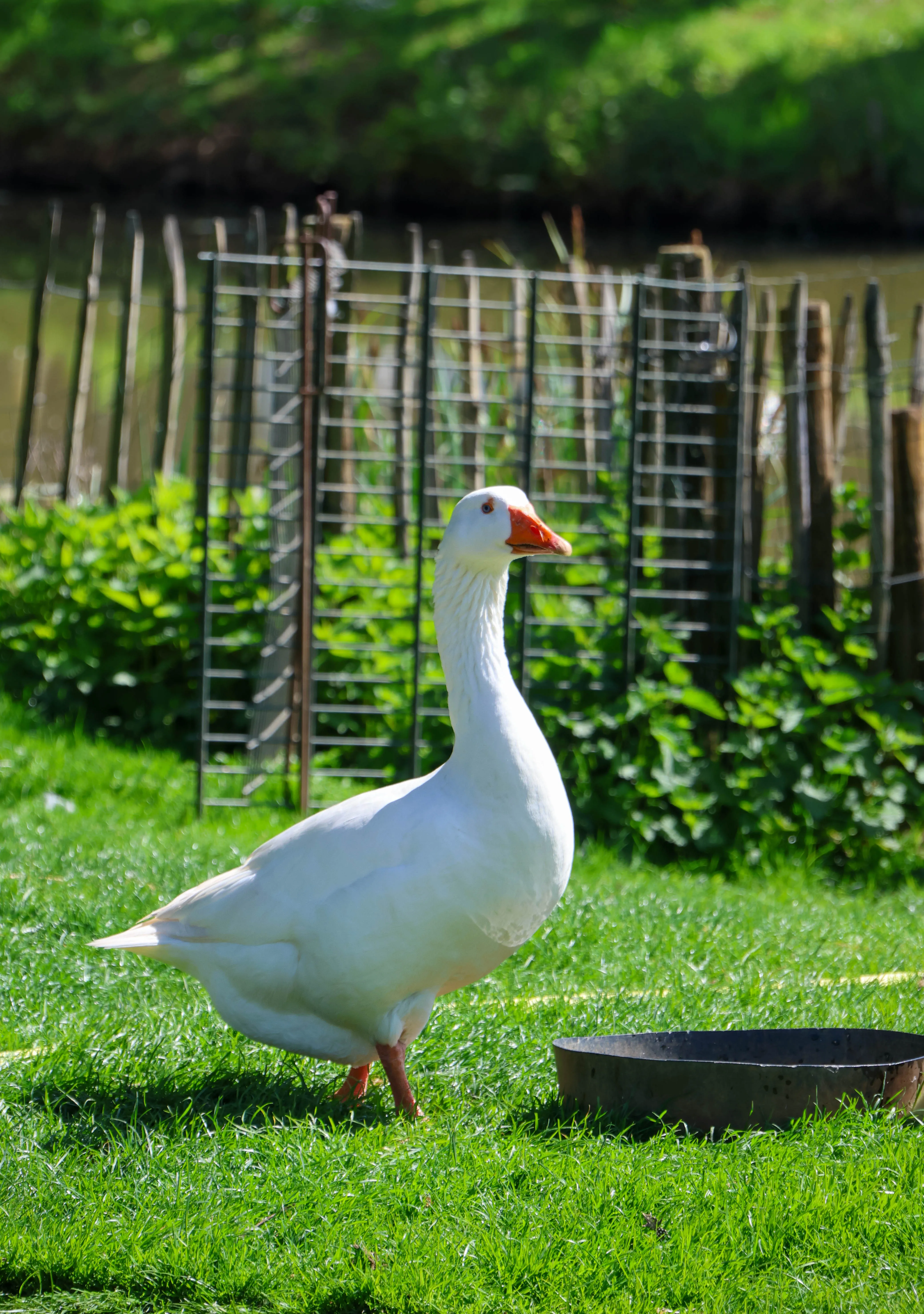 Witte gans op de oever