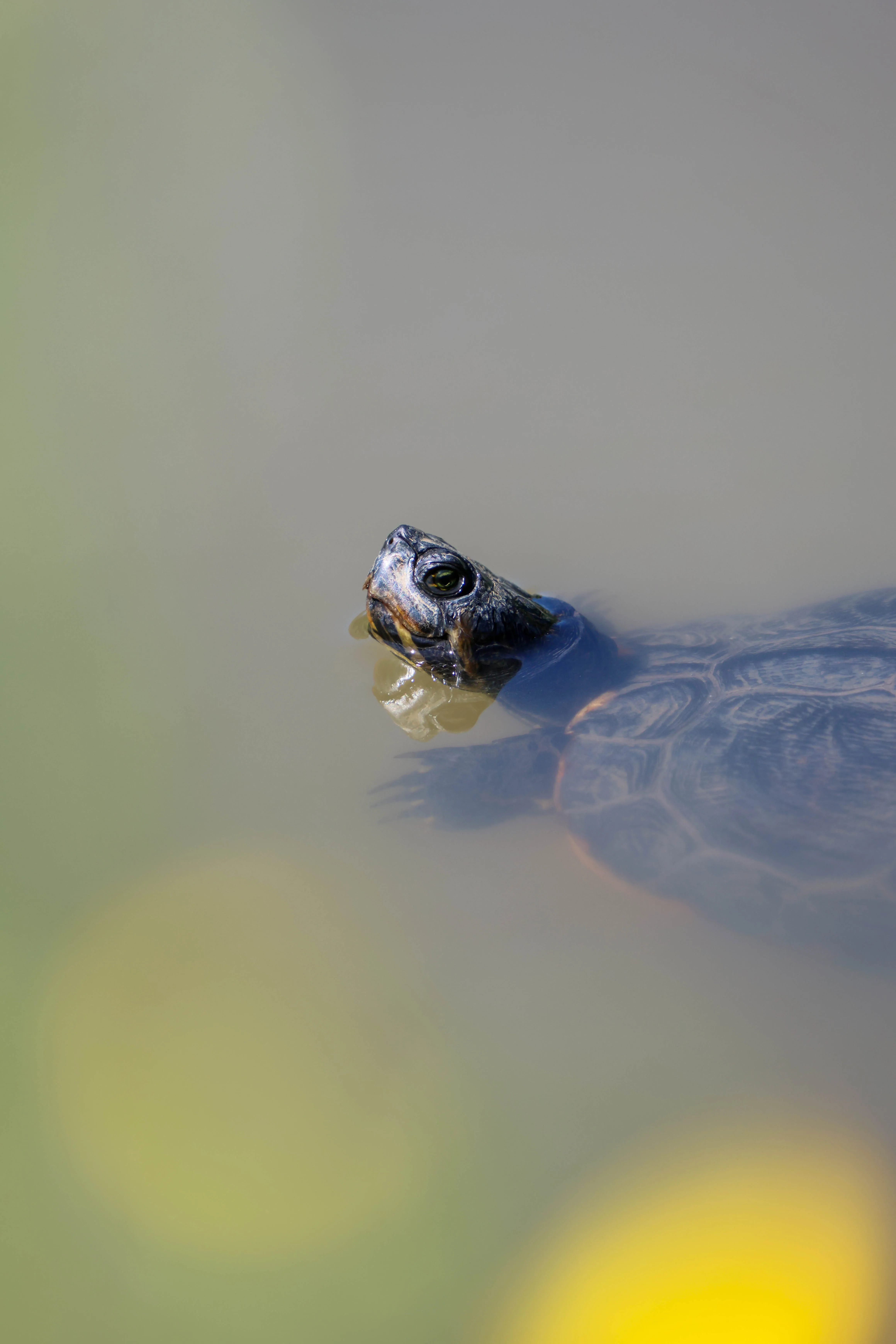 Schildpad aan het wateroppervlak