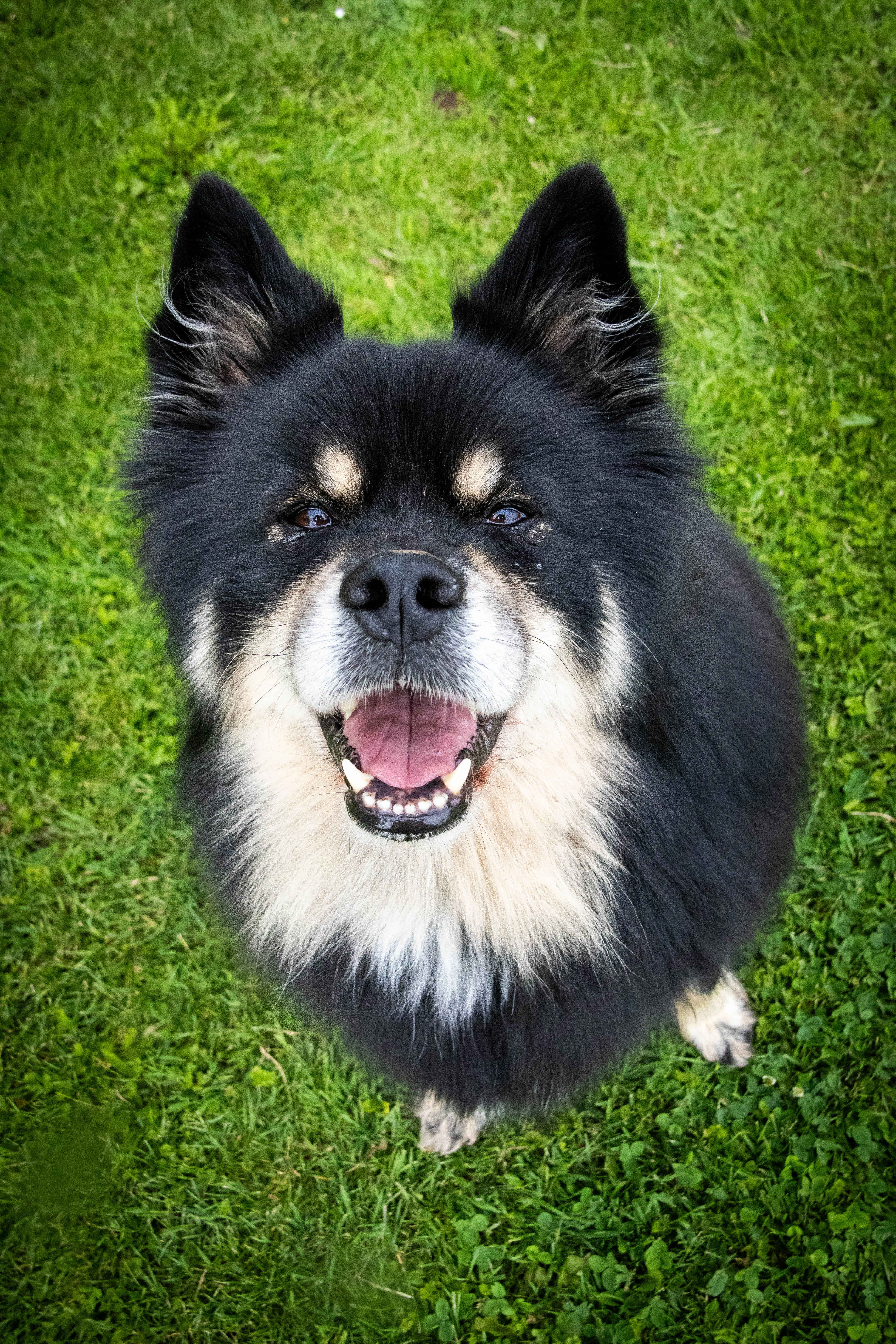 Zwarte hond lacht met open bek in het gras