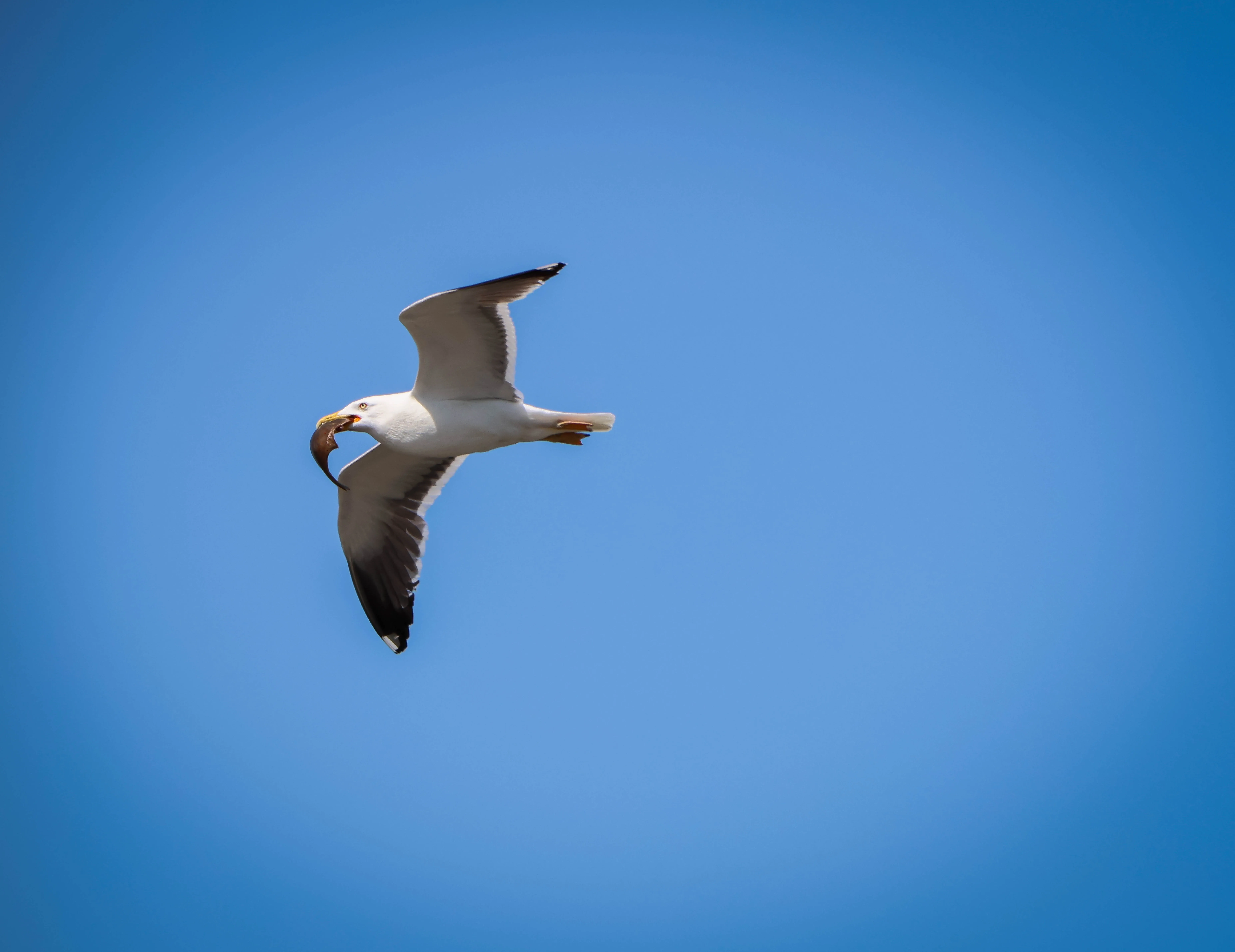 Meeuw in de vlucht tegen een blauwe lucht