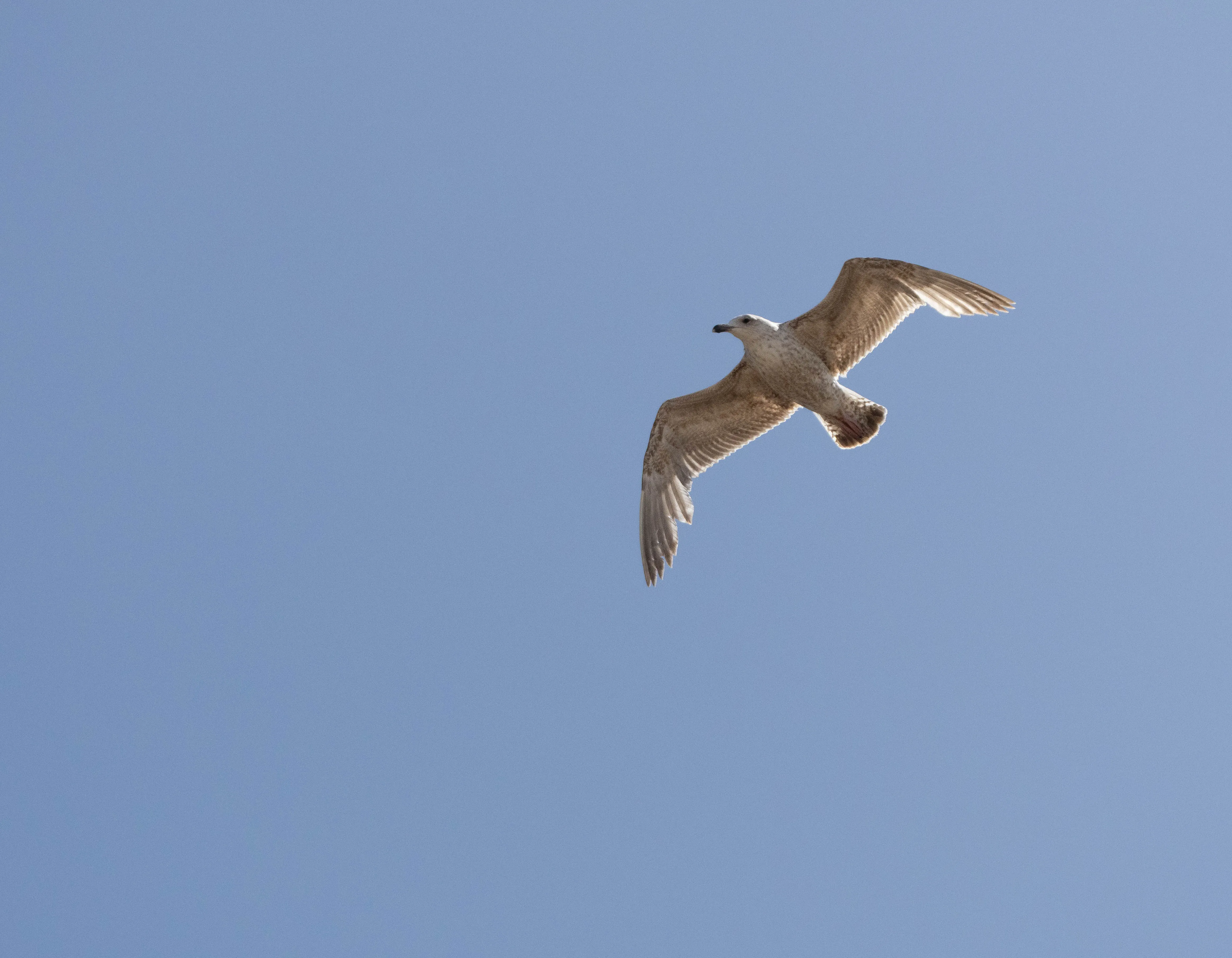 Meeuw zweeft met gespreide vleugels langs een strakblauwe lucht